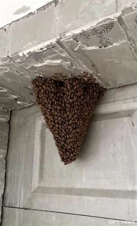 蜜蜂来家里筑巢是好事吗 地主公土地公